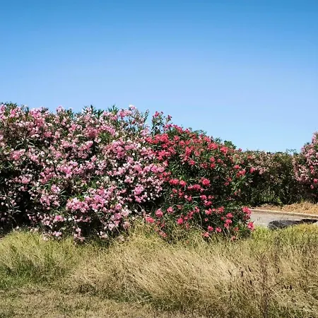 Sirene Bleue Vakantiehuis